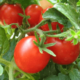 Выращиваем томаты: секреты посадки и ухода