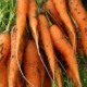 Как хранить морковь в домашних условиях?