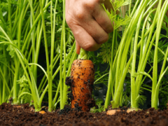 Как вырастить хорошую и крупную морковь?