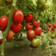 Какие сорта помидор самые урожайные?