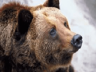 К чему снится медведь: толкование по соннику?