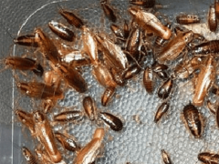 Как избавиться от тараканов в домашних условиях?