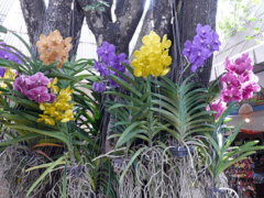 Как ухаживать за орхидеей ванда?