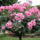 Особенности выращивания штамбовых роз: посадка и уход
