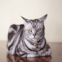 Американская кошка, или Американский курцхаар: описание породы