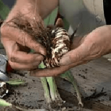 Когда выкапывать гладиолусы и как их хранить