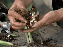 Когда выкапывать гладиолусы и как их хранить