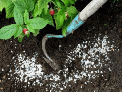 Мочевина – применение удобрения на огороде