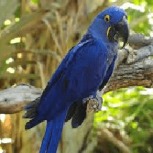 Попугай гиацинтовый ара: описание, особенности
