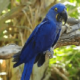 Попугай гиацинтовый ара: описание, особенности