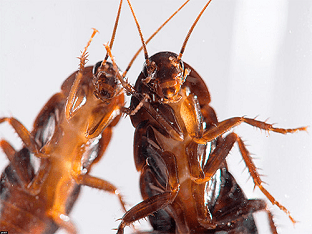 Ловушки для тараканов: виды, какие из них можно сделать своими руками, отзывы, обзор популярных моделей