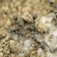 Борьба с садовыми муравьями народными средствами