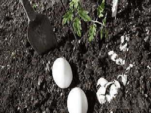 Как приготовить удобрение из яичной скорлупы?