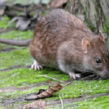 Приснились крысы и мыши: что значит сновидение?