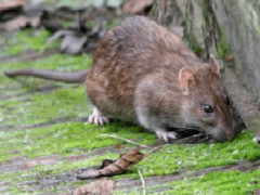 Приснились крысы и мыши: что значит сновидение?