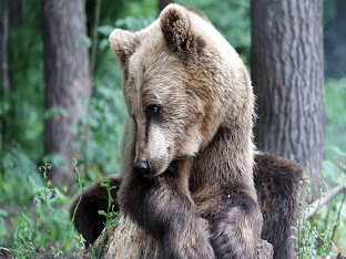 К чему снится медвежонок: толкования в сонниках