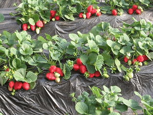 Как выращивать клубнику — Лучшие способы современных садовников
