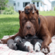 Питбуль Халк – обзор гигантской собаки