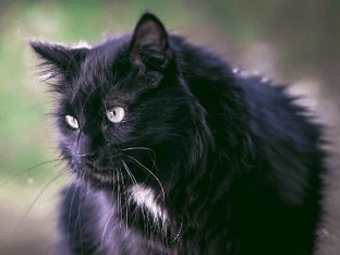Сонник черный кот к чему снится черный кот во сне