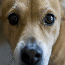 Болезни глаз у собак: симптомы, лечение, профилактика