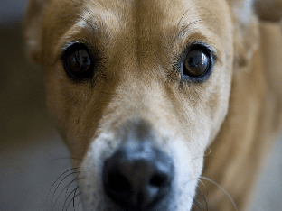 Болезни глаз у собак: симптомы, лечение, профилактика
