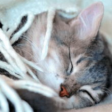 Лечение пневмонии у котят. Пневмония у кошек