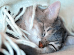 Лечение пневмонии у котят. Пневмония у кошек