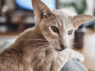Ориентальная порода кошек: особенности и нюансы ухода