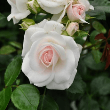 Описание розы сорта Аспирин, выращивание, уход и размножение