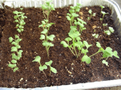 Выращивание рассады капусты в домашних условиях