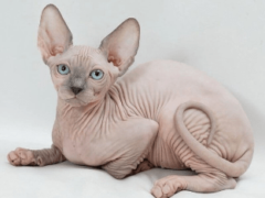 Кошки сфинкс — история удивительной породы