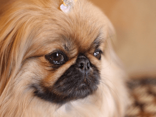 Пекинес собака: описание породы