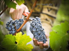 Необычный способ сбора винограда
