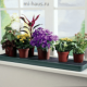 Как правильно расставить комнатные растения в доме?