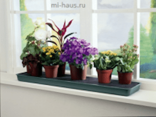 Как правильно расставить комнатные растения в доме