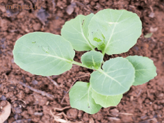 Как правильно выращивать и хранить капусту?