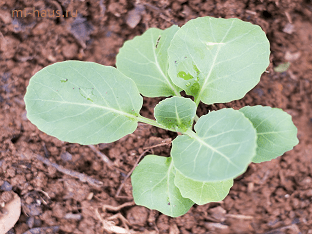 Как правильно выращивать и хранить капусту
