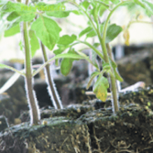 Как самостоятельно вырастить рассаду помидоров?