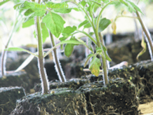 Как самостоятельно вырастить рассаду помидоров