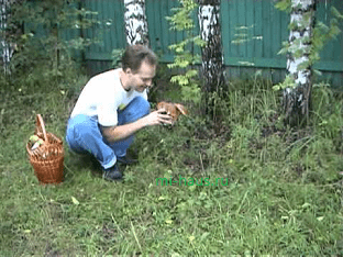 Как вырастить белые грибы на дачном участке