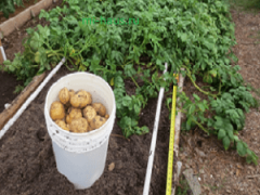 Как вырастить крупный картофель и добиться хорошего урожая?