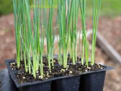 Как вырастить лук-порей из семян?