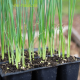 Как вырастить лук-порей из семян?