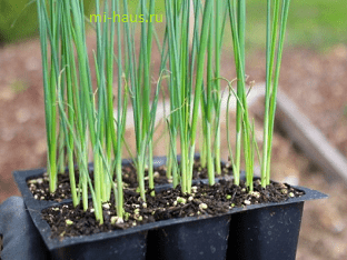 Как вырастить лук-порей из семян