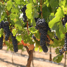Что из себя представляет виноградник, который в дальнейшем даст плоды для вина?