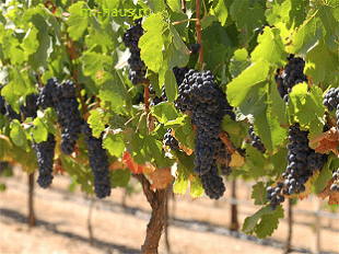 Что из себя представляет виноградник, который в дальнейшем даст плоды для вина