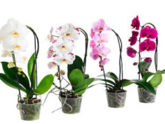 Как ухаживать за орхидеей Фаленопсис в домашних условиях?