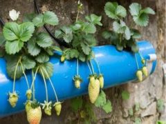 Как выращивать клубнику в открытом грунте и ПВХ трубах?