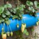 Как выращивать клубнику в открытом грунте и ПВХ трубах?