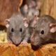 Почему снятся мыши: значение сновидения